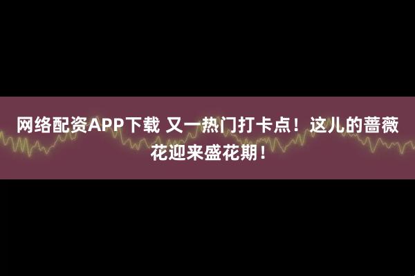 网络配资APP下载 又一热门打卡点！这儿的蔷薇花迎来盛花期！